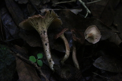 Cantharellus violaceovinosus