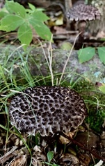 Strobilomyces confusus