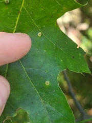 Polystepha globosa