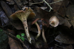 Cantharellus violaceovinosus