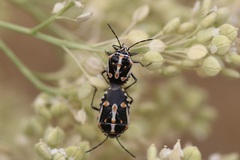 Bagrada hilaris