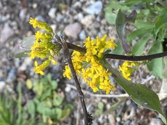 Solidago arguta