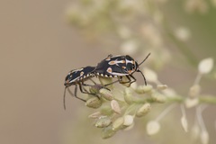 Bagrada hilaris