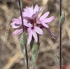 Lessingia hololeuca