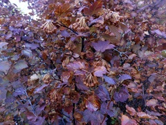 Physocarpus malvaceus