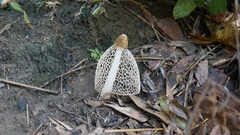 Phallus indusiatus