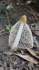 Phallus indusiatus