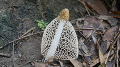 Phallus indusiatus