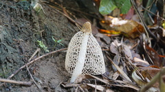 Phallus indusiatus