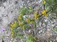 Solidago arguta