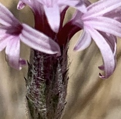 Lessingia hololeuca