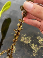 Elodea canadensis