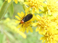 Chenopodium berlandieri