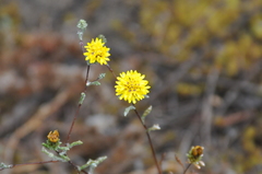Lessingia germanorum