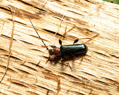 Phymatodes testaceus
