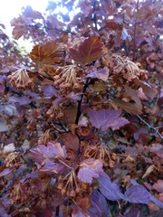 Physocarpus malvaceus