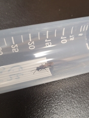 Tiphiinae