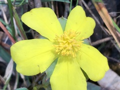 Hibbertia dentata