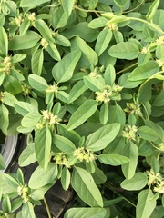 Croton monanthogynus