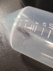 Tiphiinae