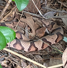 Agkistrodon contortrix