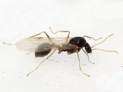 Aphaenogaster