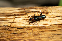 Phymatodes testaceus