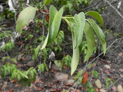 Prunus ilicifolia lyonii