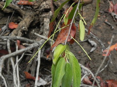 Prunus ilicifolia lyonii