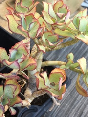 Crassula arborescens undulatifolia