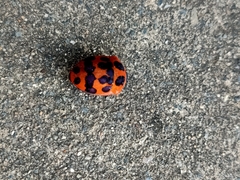 Poecilocoris druraei