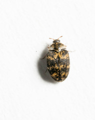 Anthrenus fuscus