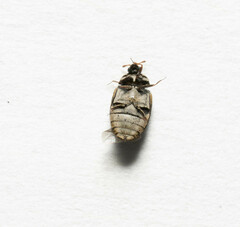 Anthrenus fuscus