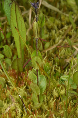 Veronica wormskjoldii