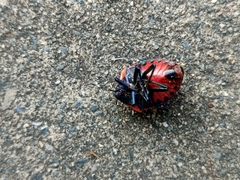 Poecilocoris druraei
