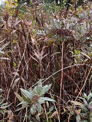 Decodon verticillatus