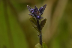 Veronica wormskjoldii