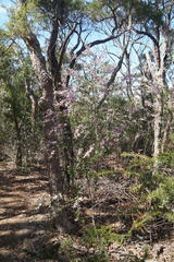 Eriostemon australasius