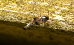 Sepedophilus littoreus