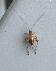 Anaxipha exigua