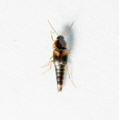 Sepedophilus littoreus