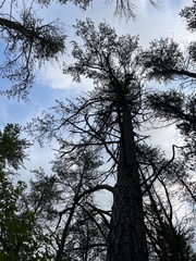 Pinus banksiana