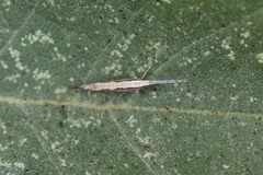 Plutella xylostella