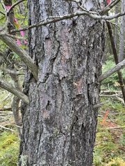Pinus banksiana