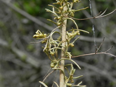 Artemisia californica