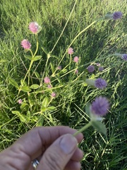 Gomphrena globosa