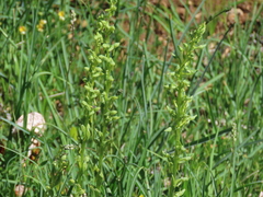 Platanthera sparsiflora