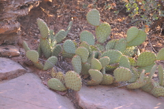 Opuntia aurea