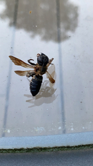 Megachile sculpturalis