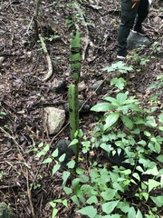 Acanthocereus tetragonus